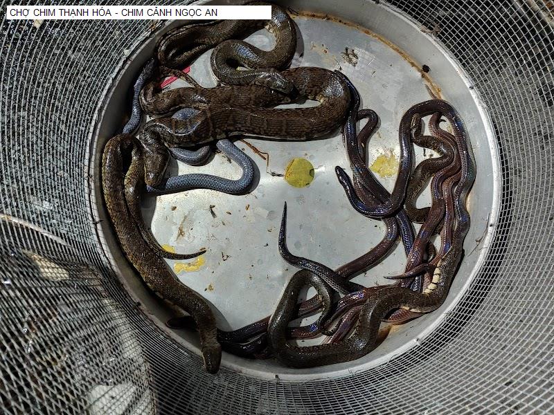 CHỢ CHIM THẠNH HÓA - CHIM CẢNH NGỌC AN