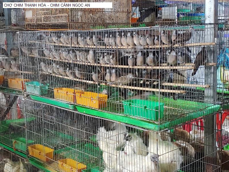 CHỢ CHIM THẠNH HÓA - CHIM CẢNH NGỌC AN